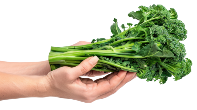 Hand holding Broccolini isolate on transparency background - Powered by Adobe