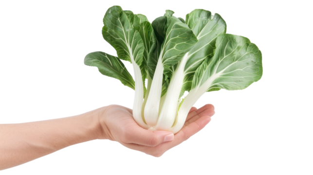 Hand holding Bok Choy isolate on transparency background - Powered by Adobe
