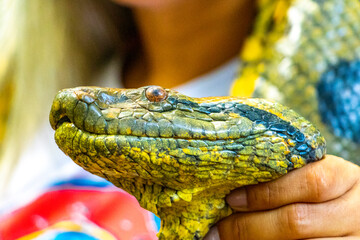 Huge tropical anaconda python boa snake in hand Amazonas Brazil.