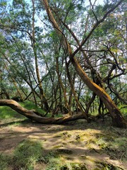 Beautiful shape of tree, shadow, shady and natural background.