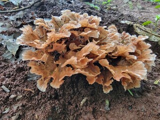 
Wine Glass Fungus (Podoscypha petalodes)