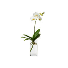 Beautiful isolated spring bouquet of white single orchid of the valley flowers and green leaves in a glass vase