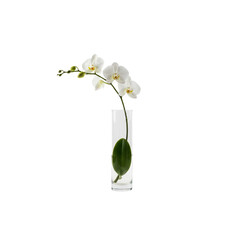 White single orchid floral bouquet in glass vase isolated on nature background
