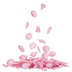 Delicate pink rose petals falling gently creating a beautiful romantic floral cascade isolated on transparent background