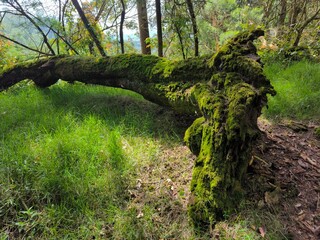 Tropical forest on the slopes of Mount Prau, Wonosobo with trees covered in moss.