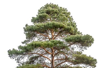 Tall pine tree with green needles and brown branches against a white background evergreen conifer