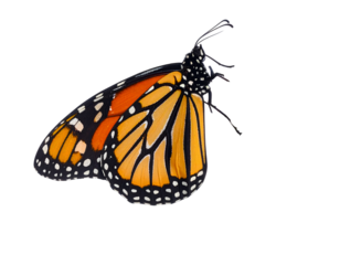 Monarch butterfly isolated on transparent png