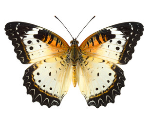 Naklejka premium Nymphalid butterfly isolated on transparent png