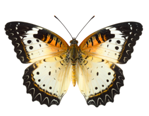 Nymphalid butterfly isolated on transparent png