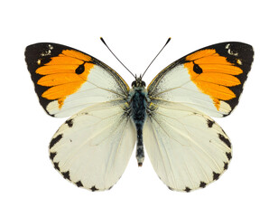 Pierid butterfly isolated on transparent png