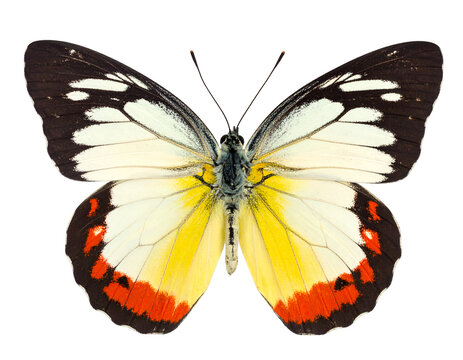 Pierid butterfly isolated on transparent png