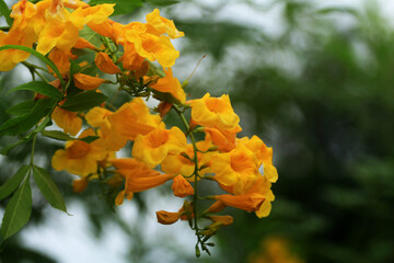 Beautiful yellow flower blooming in a garden surrounded by nature