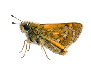 skipper butterfly isolated on transparent png