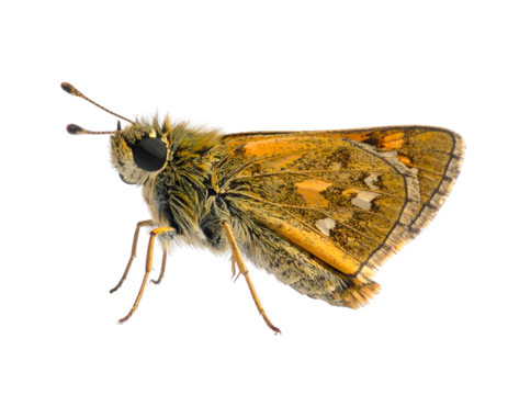 skipper butterfly isolated on transparent png