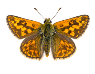 skipper butterfly isolated on transparent png