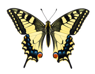 Fototapeta premium Swallowtail isolated on transparent png
