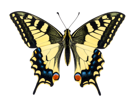Swallowtail isolated on transparent png