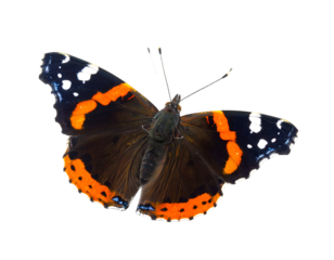 Tortoiseshell butterfly isolated on tranasparent png