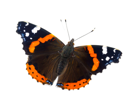Tortoiseshell butterfly isolated on tranasparent png