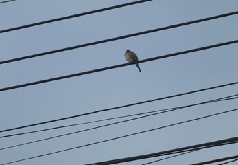 Birds perch on power lines in a cloudy morning with a sky background.