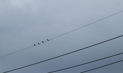 Birds perch on power lines in a cloudy morning with a sky background.