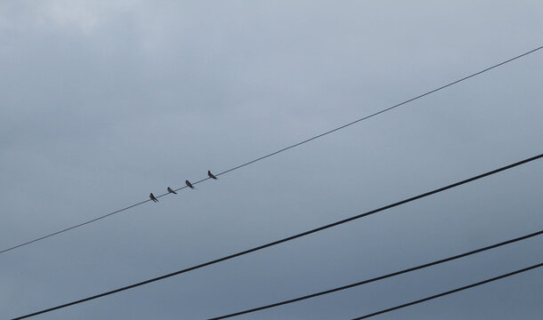Birds perch on power lines in a cloudy morning with a sky background.