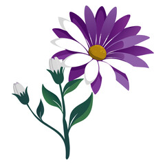 gazania daisy white with purple  silhouette on white background