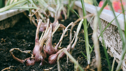 Shallots in Soil: Homegrown Culinary Delights
