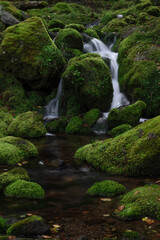苔に覆われた岩の間を流れる亜高山の清流