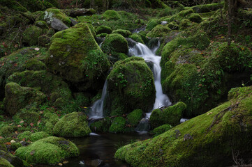 苔に覆われた岩の間を流れる亜高山の清流