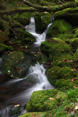 苔の森からの流れを集めた亜高山の清流
