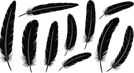 Silhouette Illustration of Various Black Feathers on White