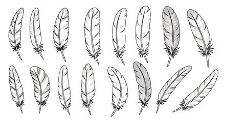 Assorted Feather Collection Vector Illustration
