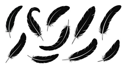Collection of Various Elegant Feather Silhouettes on White