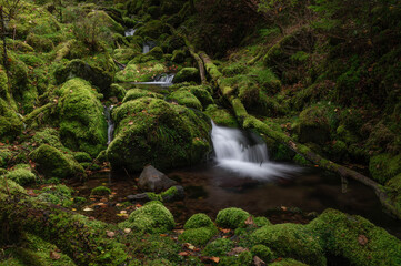 苔の森からの流れを集めた亜高山の清流