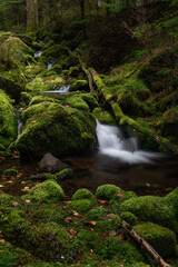 苔の森からの流れを集めた亜高山の清流