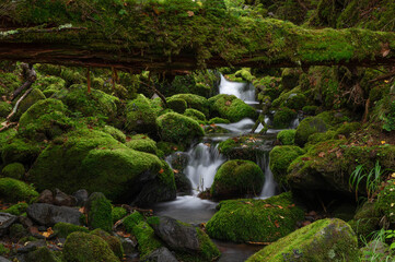 苔の森からの流れを集めた亜高山の清流