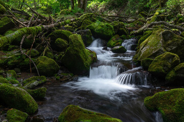 亜高山の森を流れる苔に覆われた渓流