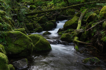 亜高山の苔に覆われた岩を縫って下る渓流