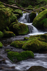 亜高山の苔に覆われた岩を縫って下る細流