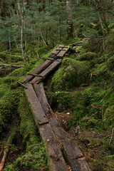 苔に覆われた亜高山の森に敷かれた木道