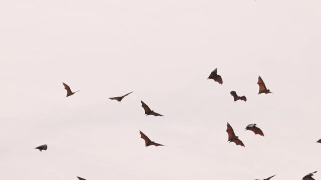 Flying Giant bat, Indian flying foxes lat. Pteropus medius, soaring through the sky at dusk, flight in Slow motion, wildlife behavior, and dynamic movement for documentaries and nature projects.
