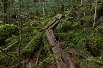 苔に覆われた亜高山の森に敷かれた木道