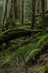 苔に覆われた倒木が横たわる亜高山の森