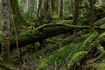 苔に覆われた倒木が横たわる亜高山の森