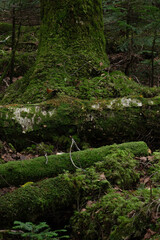 苔に覆われた倒木が重なる亜高山の森
