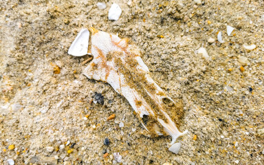 Shells on the sand at the beach and sea Brazil.