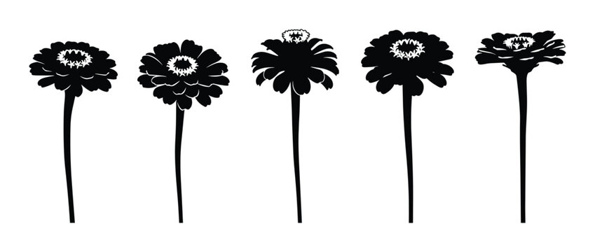 Collection of black silhouette zinnia flowers, various bloom stages
