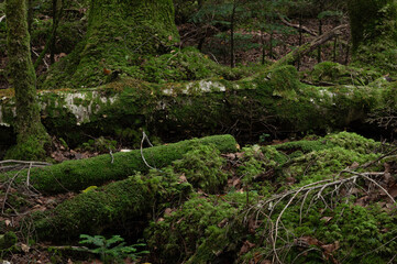 苔に覆われた倒木が重なる亜高山の森