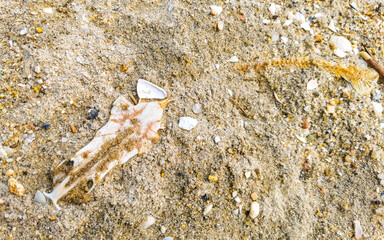 Shells on the sand at the beach and sea Brazil.